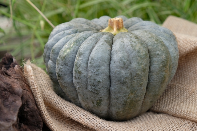かぼちゃの豊富な栄養と食べ頃 保存方法 追熟させる方法は